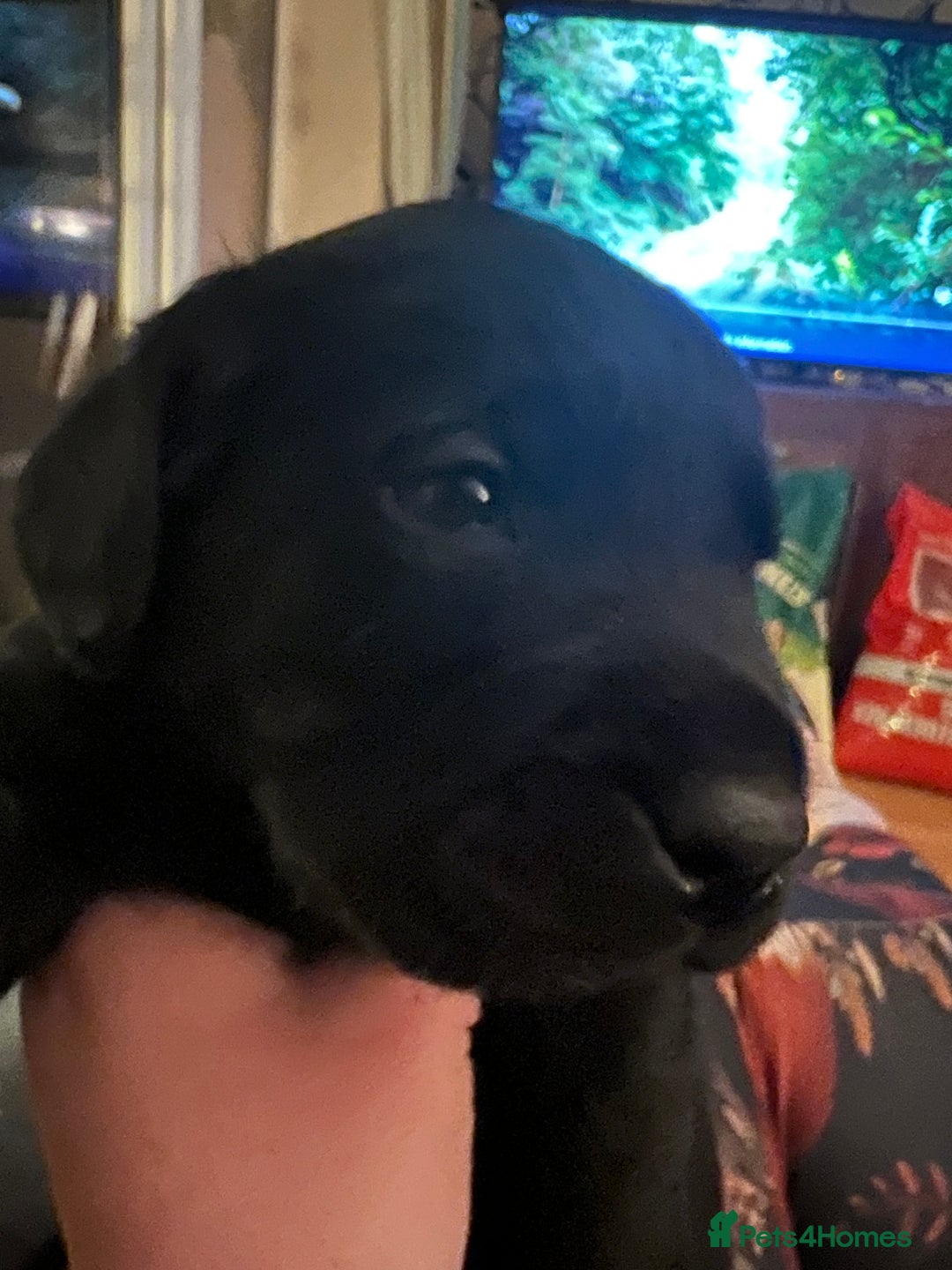 Labrador Retriever dogs for sale: Beautiful KC registered Labrador puppies  - Advert 2