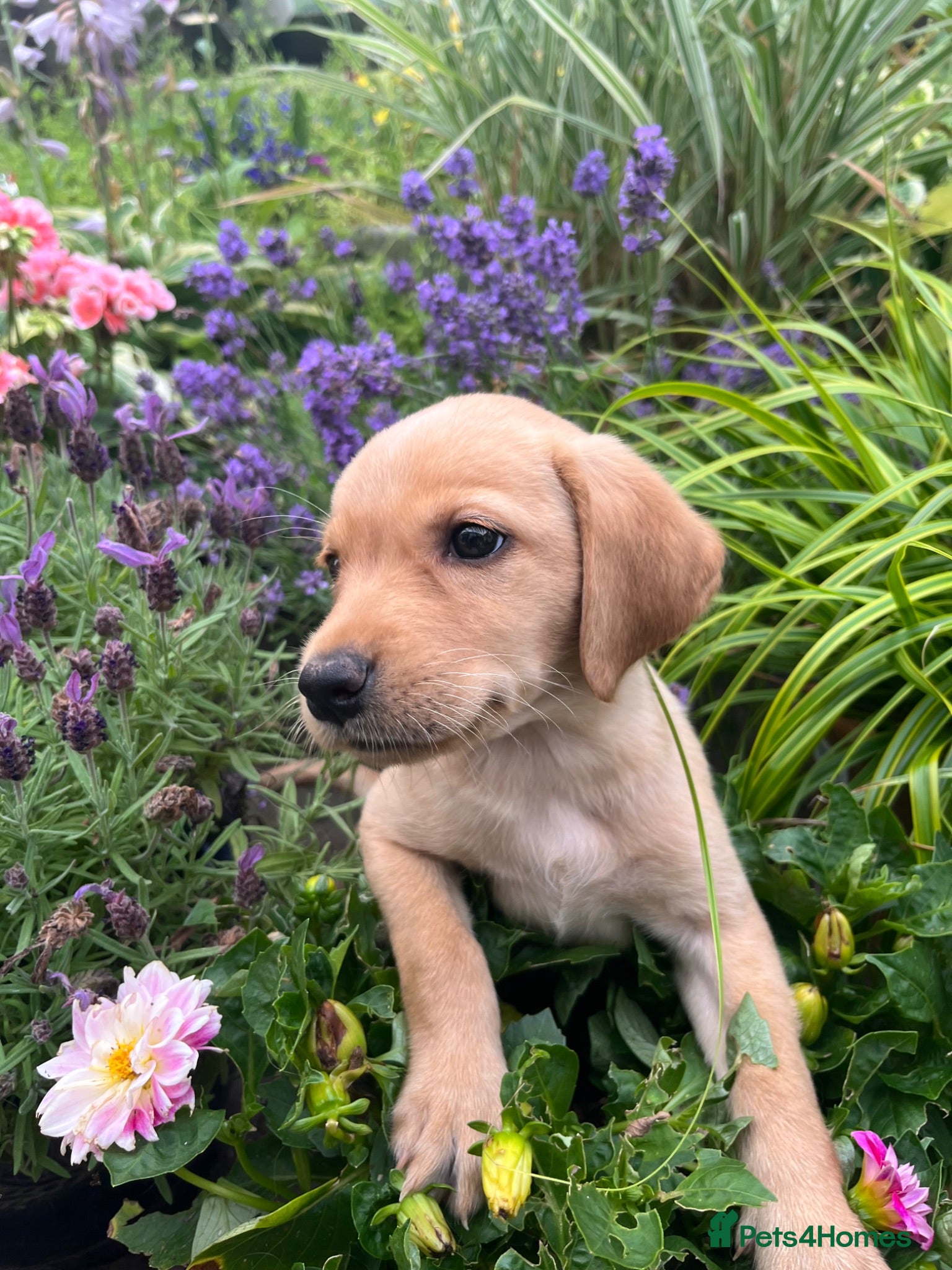 Labrador Retriever dogs Colourful and Cheerful Labrador Puppies  - Advert 1