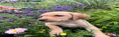 Labrador Retriever 4