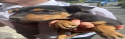 Mixed Breed dogs for sale: Kelpiejack pups - Advert 3