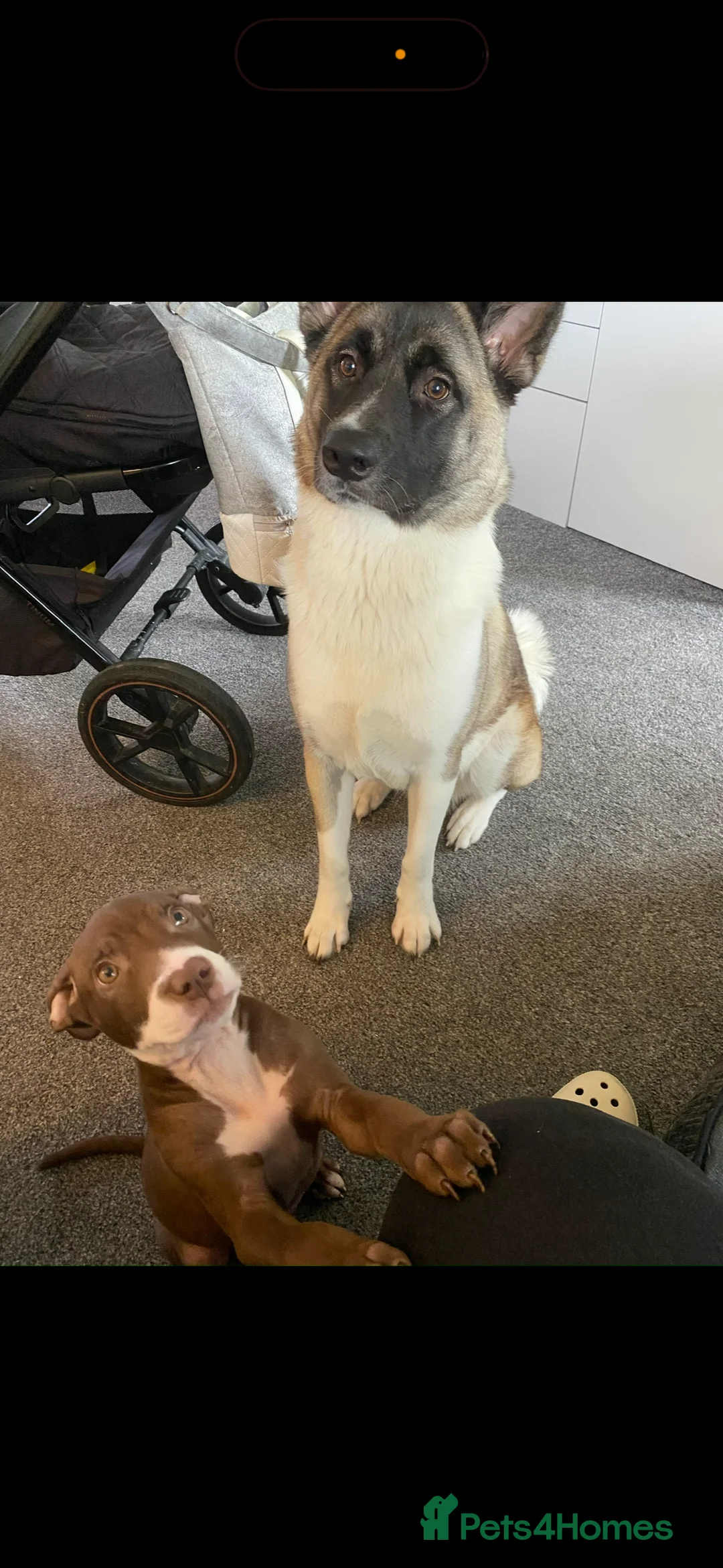 Akita dogs for sale: Lola Akita  - Advert 5