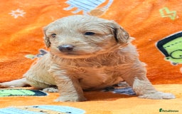 Mini Goldendoodle dogs for sale: 🐾🐾Mini golden doodles out of therapy asst momma - Image 8