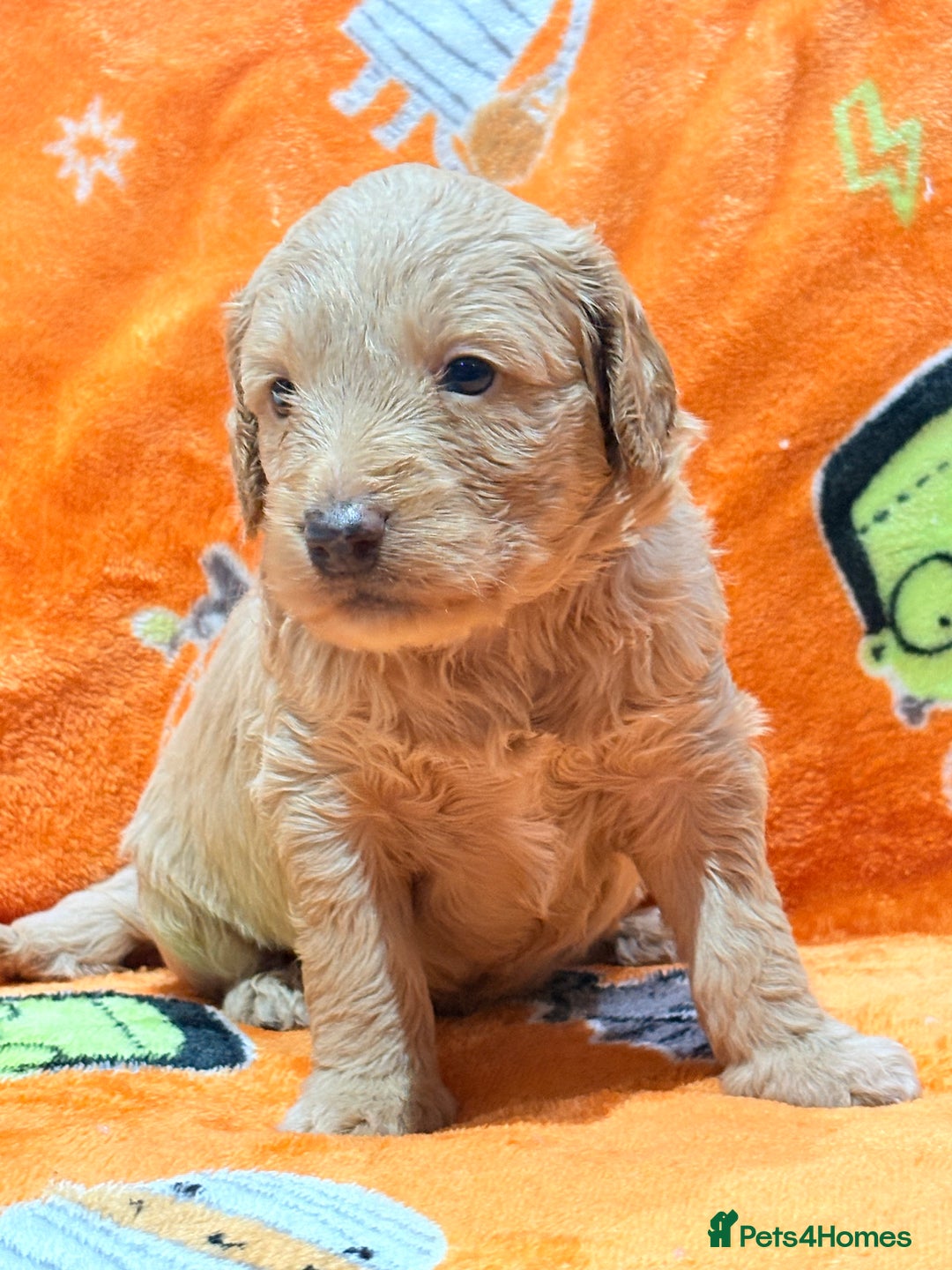 Mini Goldendoodle dogs for sale: 🐾🐾Mini golden doodles out of therapy asst momma - Image 8