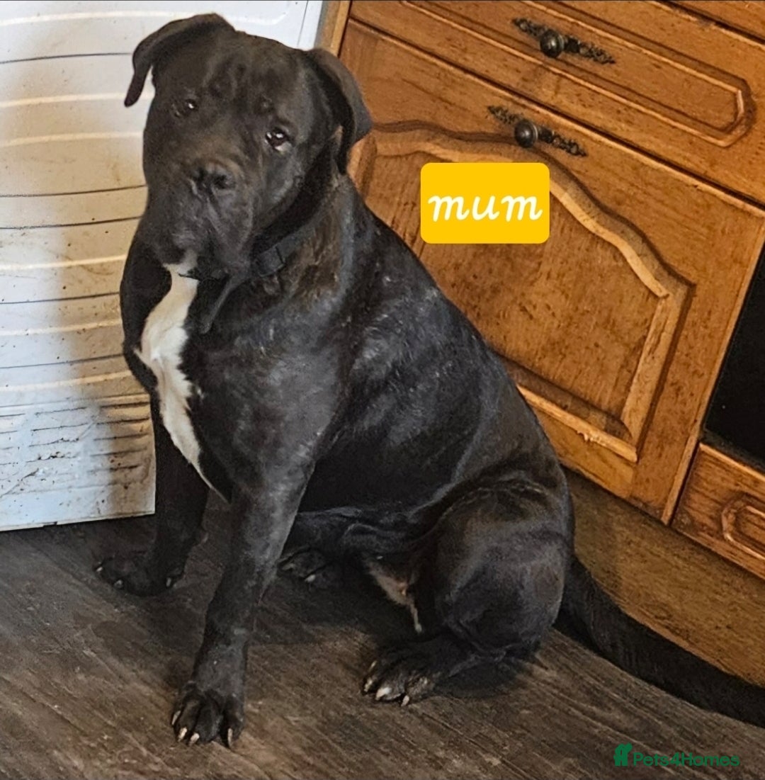 Cane Corso dogs for sale: Cane corsos  puppies  - Image 22
