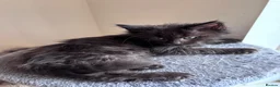 Maine Coon cats for sale: 🐾 BEAUTIFUL BLACK SMOKE MAINE COON KITTENS 🐾 - Advert 28