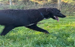 Mixed Breed dogs for adoption: Meet George !!!  - Image 3