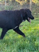 Mixed Breed dogs Meet George !!! - Advert 7