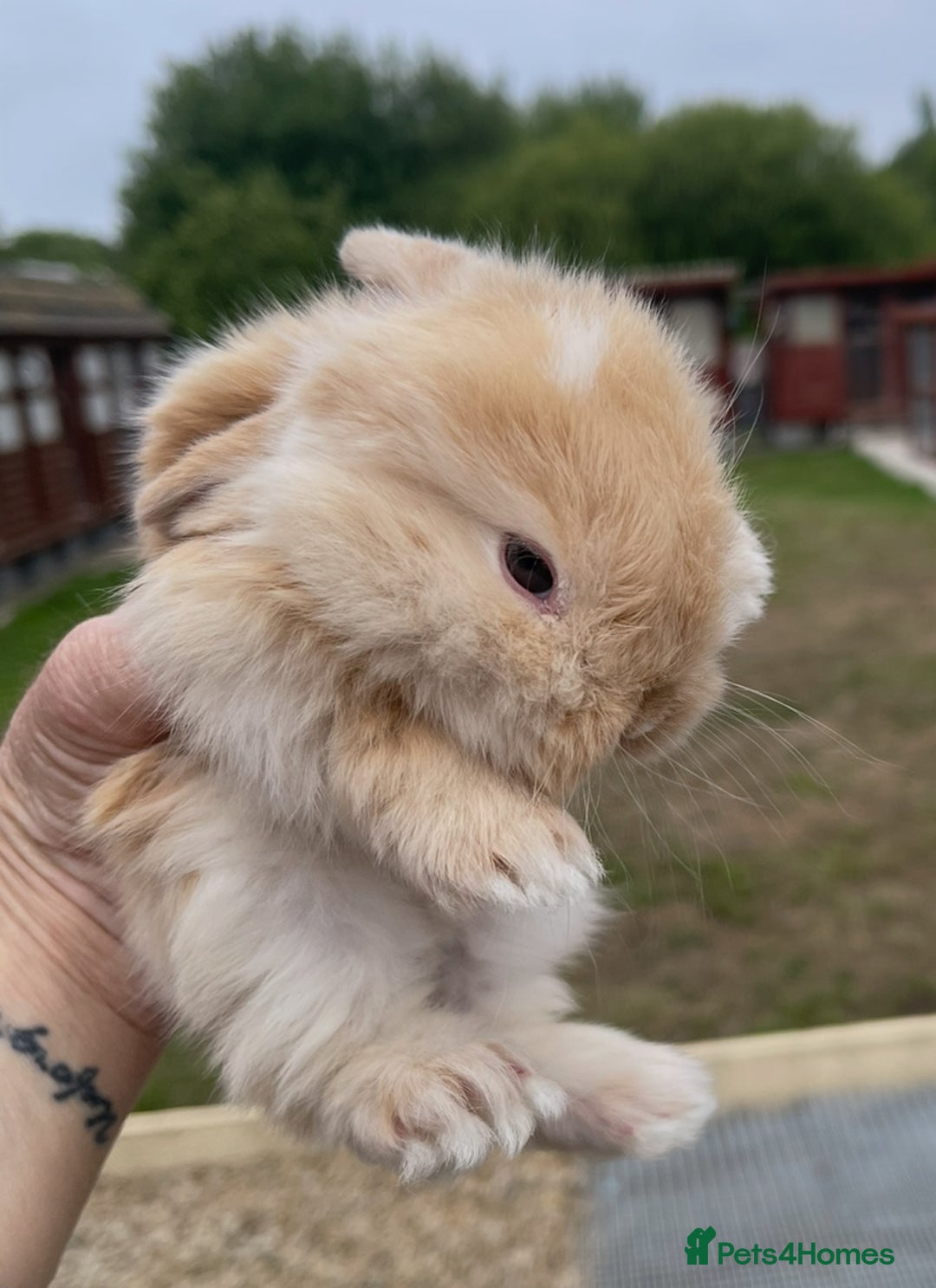 Mini Lop rabbits for sale: Baby mini lops ready to reserve !! - Image 6