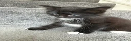 Mixed Breed cats for sale: 7 adorable Kittens! - Advert 12