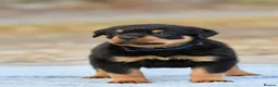 Rottweiler dogs for sale: Phenomenal old fashioned, health tested parents - Advert 7