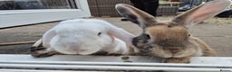 Mixed Breed rabbits for sale: 2 rabbits  - Advert 9
