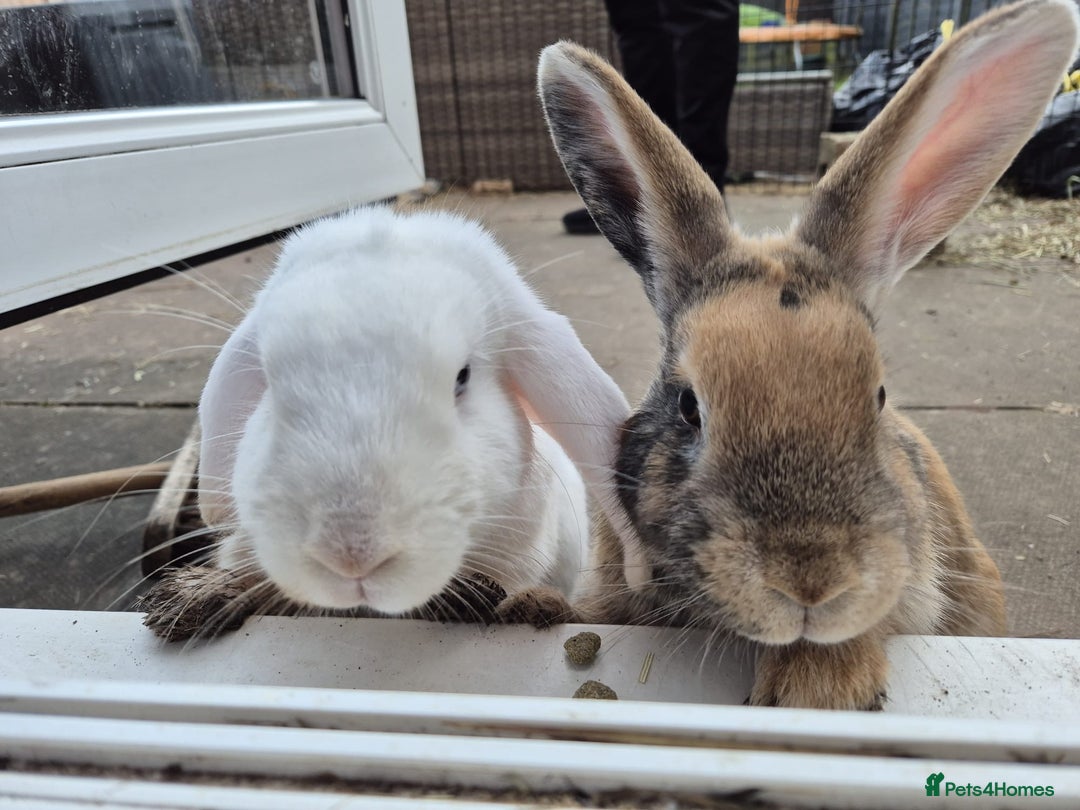 Mixed Breed rabbits for sale: 2 rabbits  - Advert 9