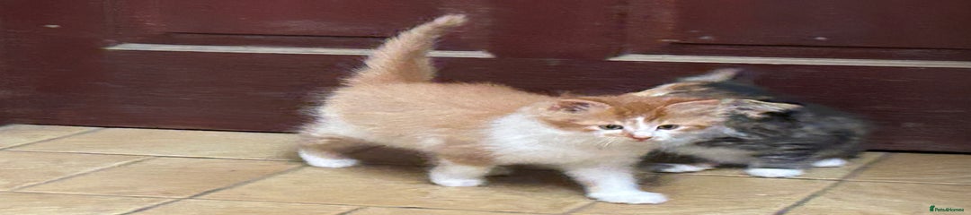 Mixed Breed Kitten 1