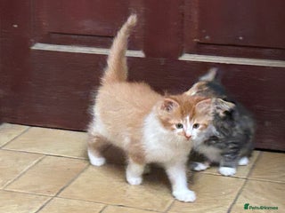 Mixed Breed cats for sale - Advert 1