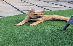 German Shepherd dogs for sale: German shepherd x - Image 2