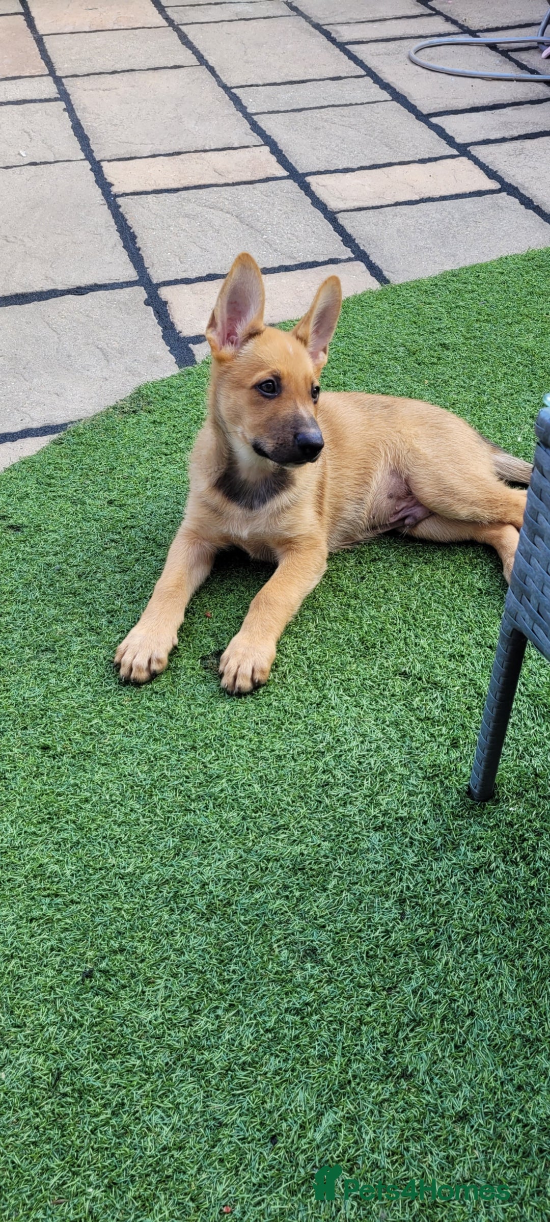 German Shepherd dogs for sale: German shepherd x - Image 2
