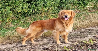 Golden Retriever dogs - Advert 12