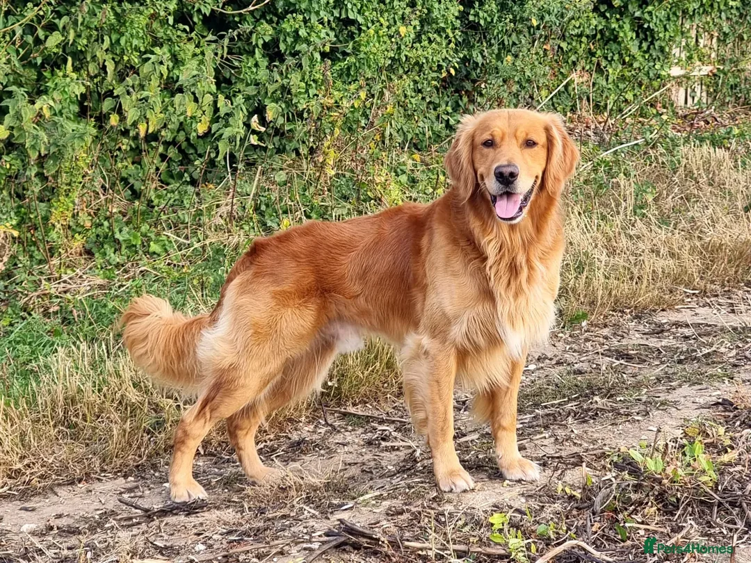 Golden Retriever dogs for stud: Gorgeous Stud Dog Angus - Image 2