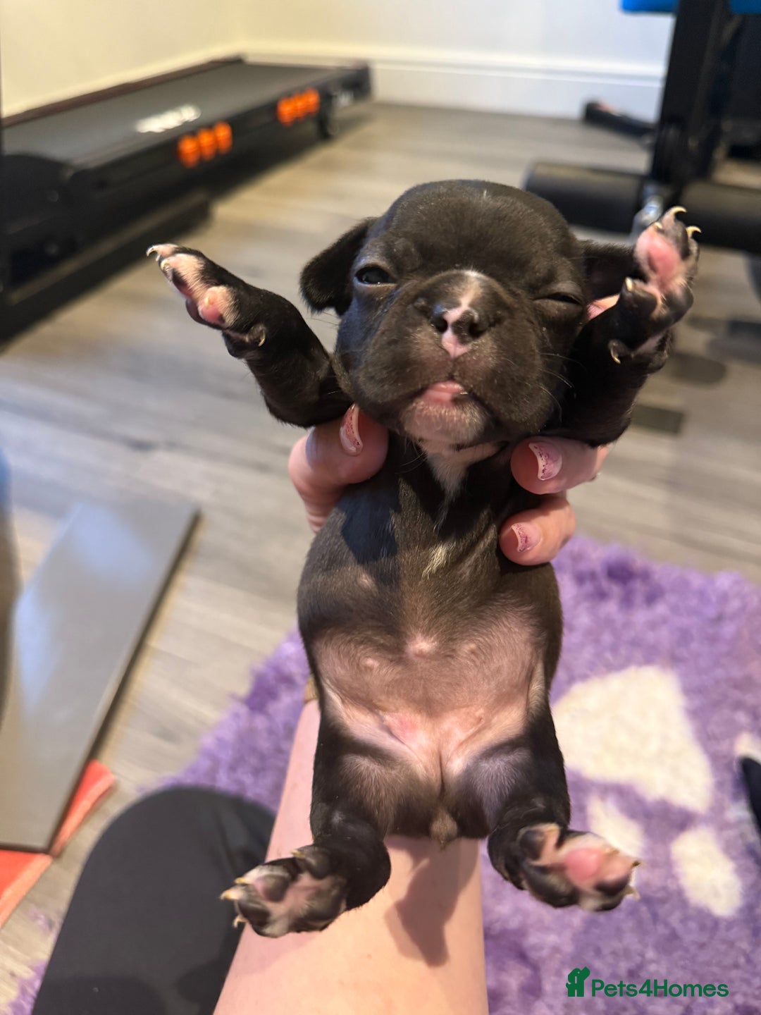 Mixed Breed dogs for sale: Frenchtons - Boston Terrier x Frenchie - Image 27