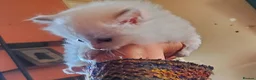 Ragdoll cats for sale: Ragdoll kittens for sale  - Advert 3