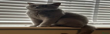 British Shorthair 1