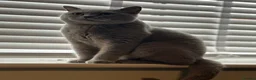 British Shorthair cats for sale: Active Registered British Shorthair  - Advert 2