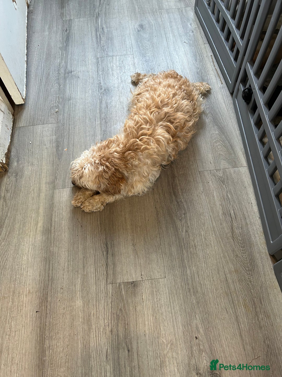 Cockapoo dogs for sale: Cockapoo puppies - Image 2