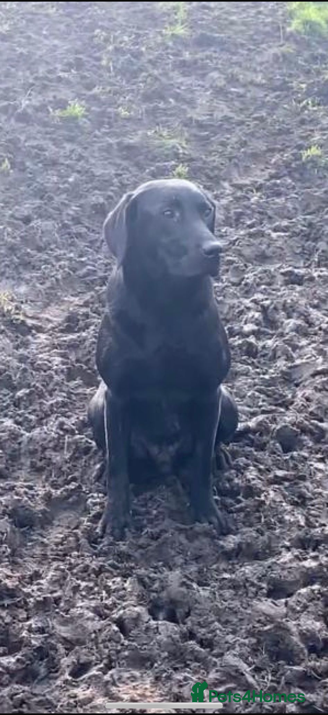 Labrador Retriever dogs for sale: Beautiful Labrador puppies for sale  - Image 15