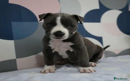 American Bull Staffy dogs for sale: American blue staffy female  - Image 8