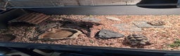 Tortoise reptiles for sale: pair of Spur-Thighed tortoises  - Advert 5
