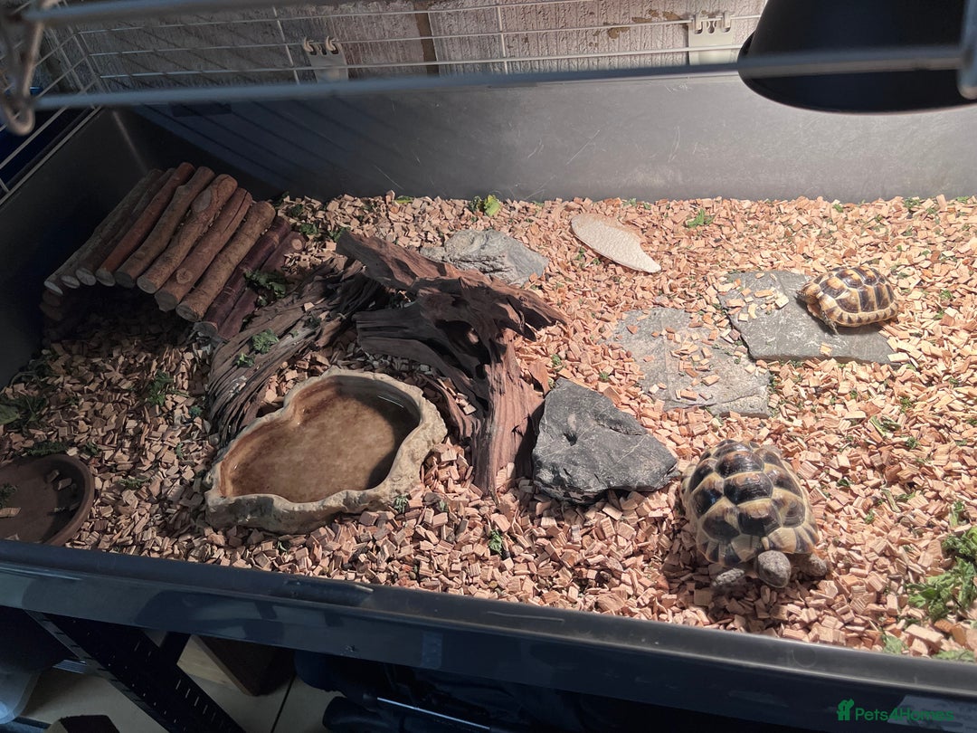 Tortoise reptiles for sale: pair of Spur-Thighed tortoises  - Advert 5