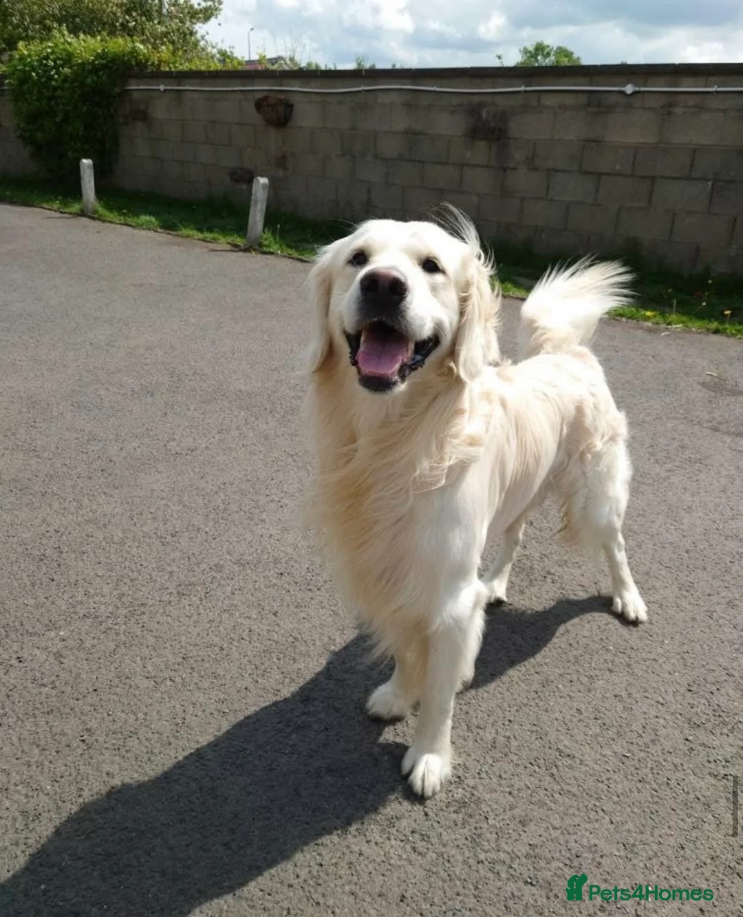 Golden Retriever dogs for stud: KC reg & health tested cream golden retriever - Advert 2