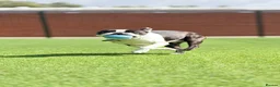 Boston Terrier dogs for stud: Handsome KC Registered Boston Terrier  - Advert 18