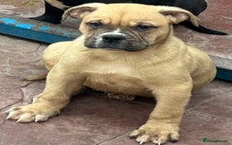 Alapaha Blue Blood Bulldog dogs for sale: ALAPAHA BLUE BLOOD BULLDOGS  - Image 4