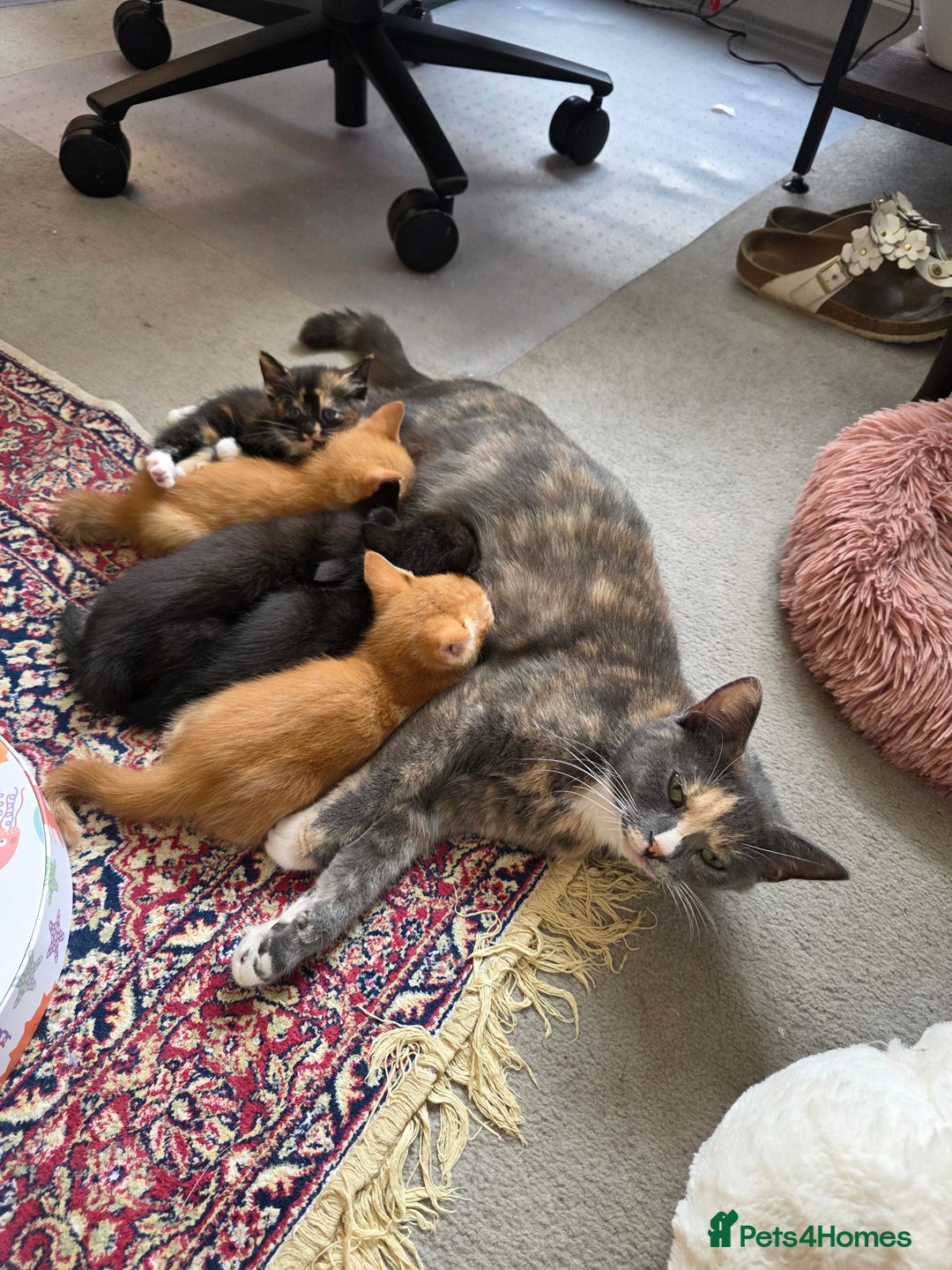 Mixed Breed cats for sale: 5 beautiful kittens for sale - Image 17
