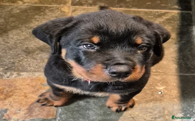 Rottweiler dogs in Great Yarmouth - Advert 4