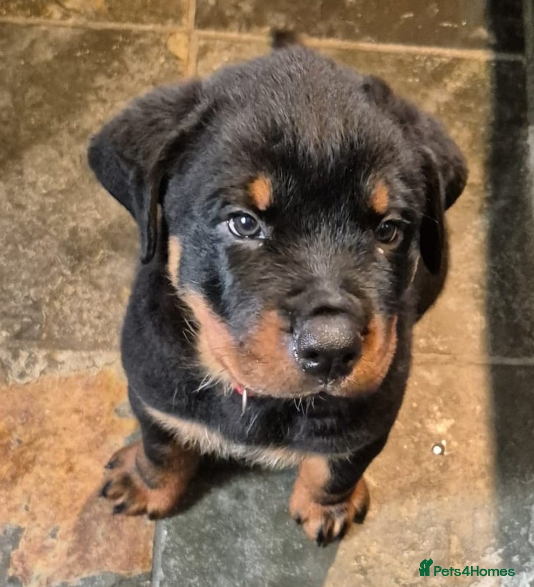 Rottweiler dogs for sale: Rottweiler Puppies in Great Yarmouth - Image 1