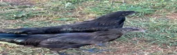 Chickens poultry for sale: AYAM CEMANI cockerels  - Advert 8