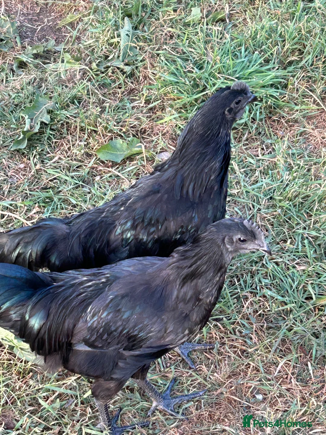 Chickens poultry for sale: AYAM CEMANI cockerels  - Advert 8
