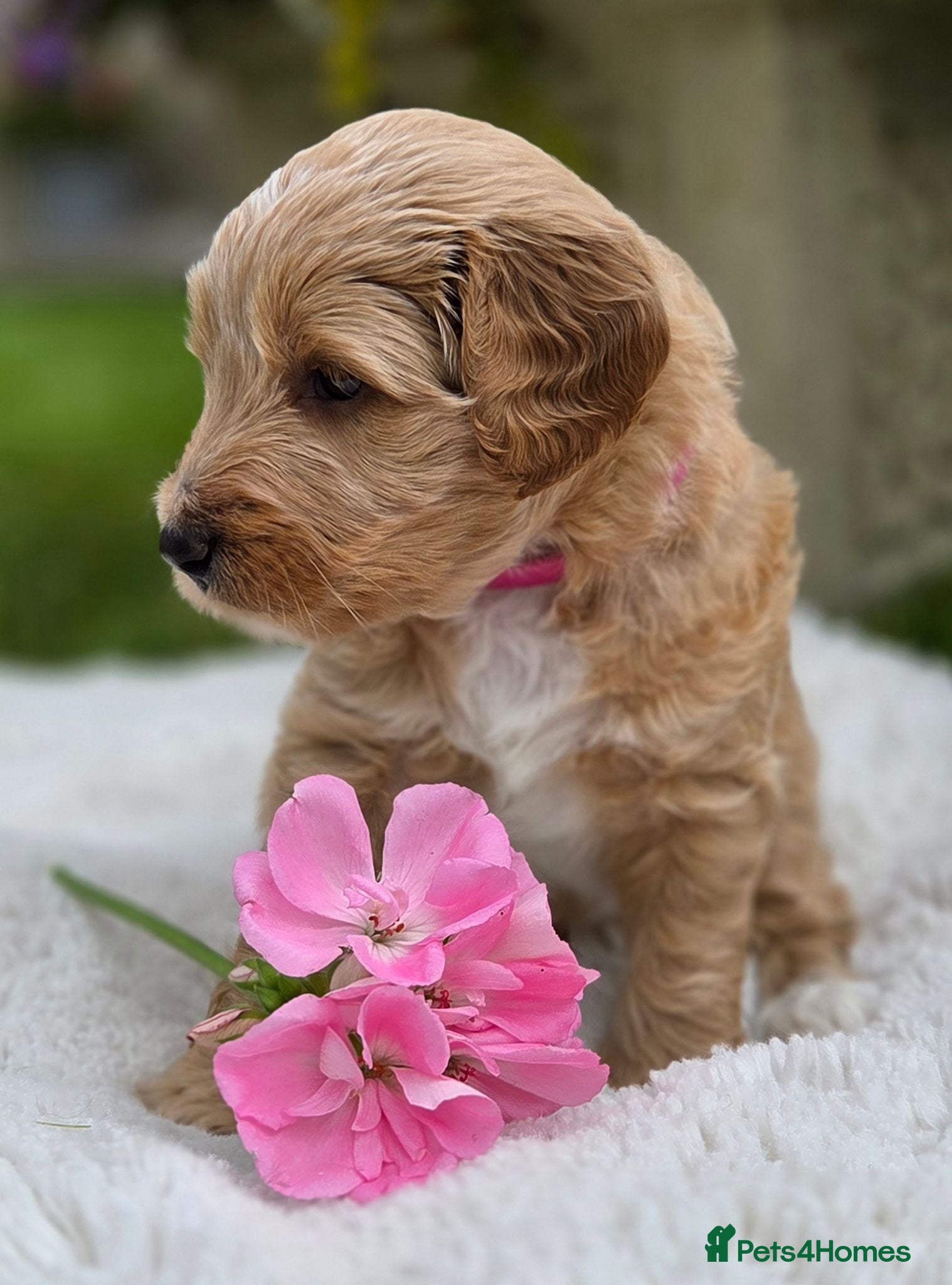Australian Labradoodle dogs for sale: Australian Labradoodle Puppies - Advert 1