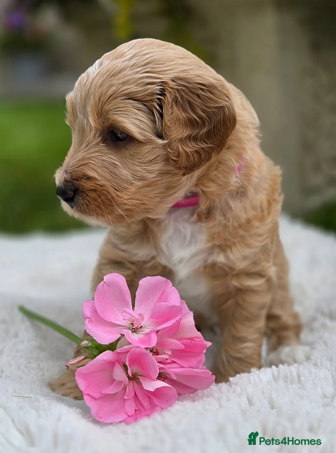 Australian Labradoodle dogs for sale: Australian Labradoodle Puppies - Advert 1