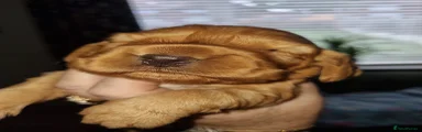 Puppy 5