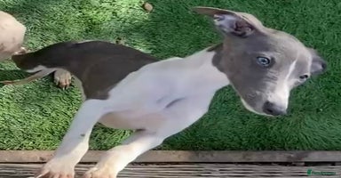 Whippet dogs - Advert 4