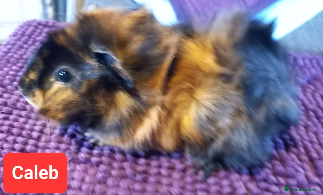 Guinea Pig rodents for sale: Aby type pet boars - Advert 2