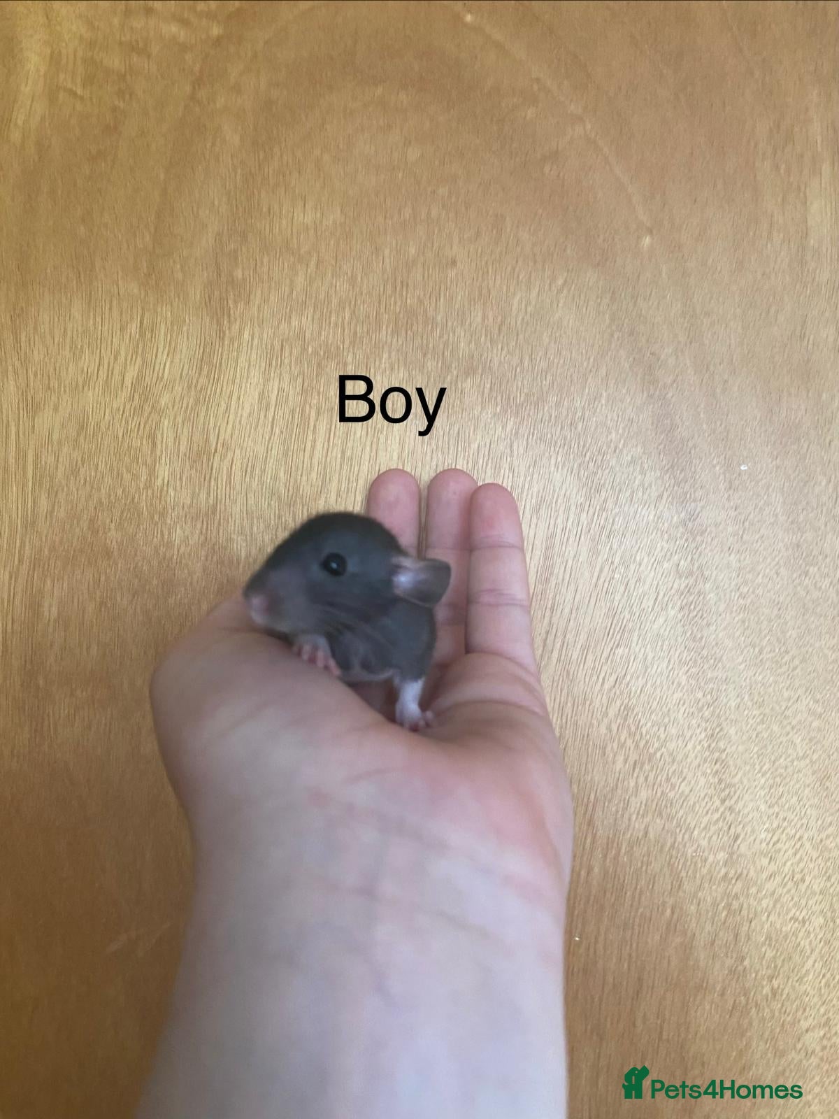 Rat rodents for sale: Mixed sexed baby rats in Chelmsford - Advert 28