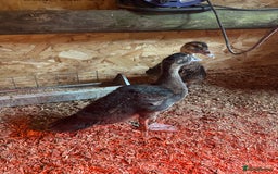 Ducks poultry for sale: Muscovies Muscovy ducklings Unsexed  - Image 3