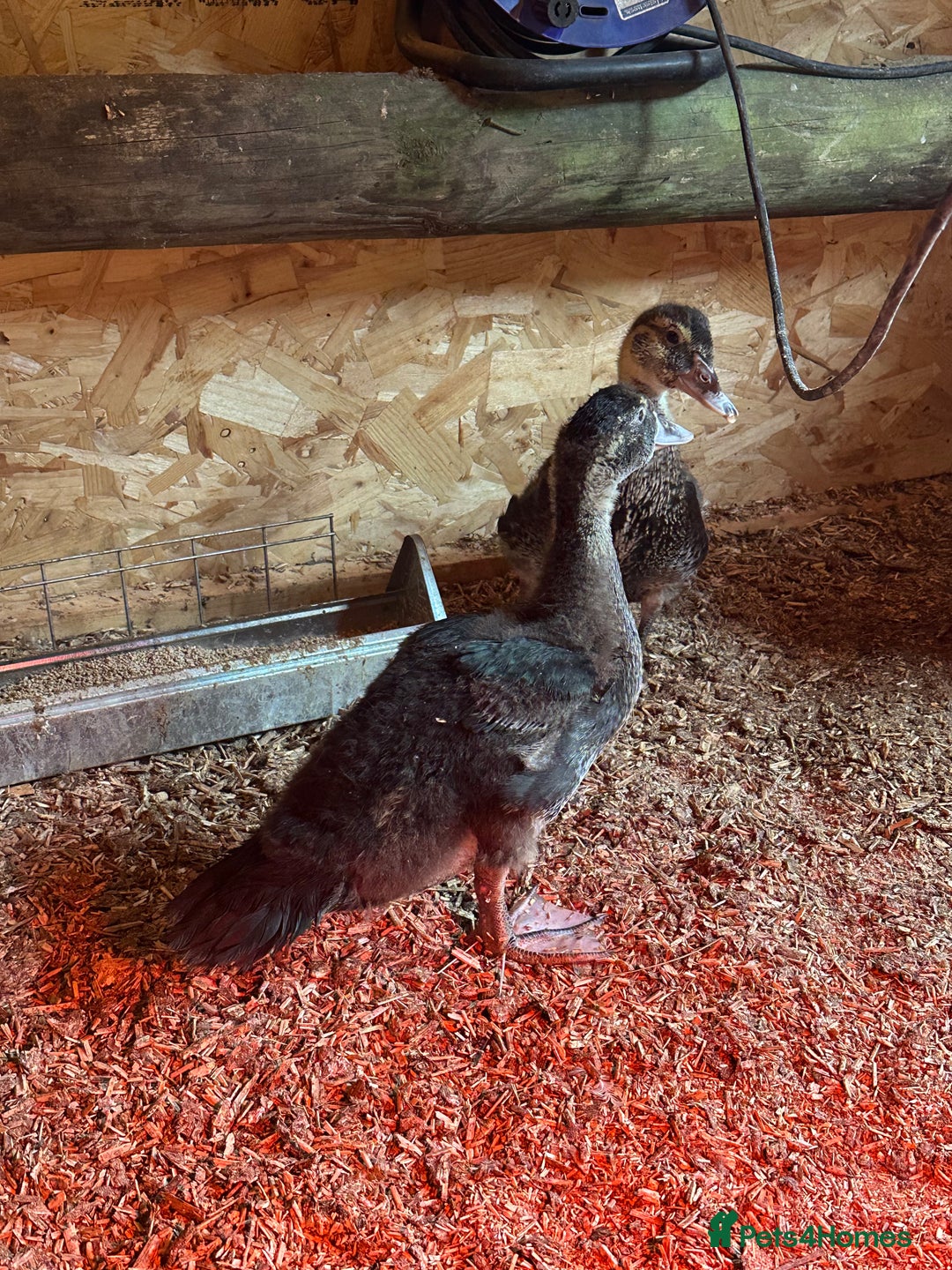 Ducks poultry for sale: Muscovies Muscovy ducklings Unsexed  - Image 3