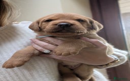 Labrador Retriever dogs for sale: KC Registered Working Labradors - Image 10