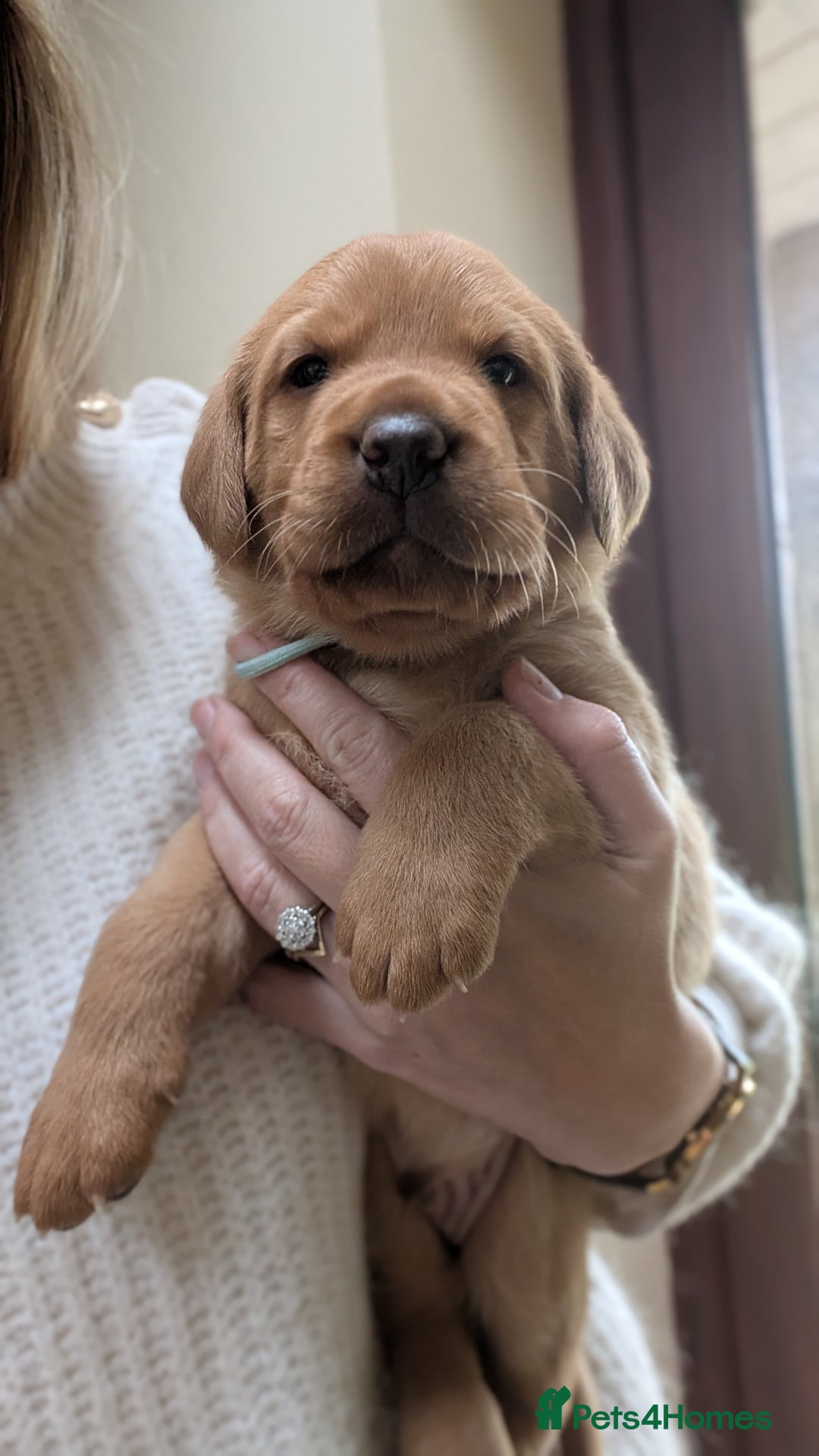 Labrador Retriever dogs for sale: KC Registered Working Labradors - Image 10