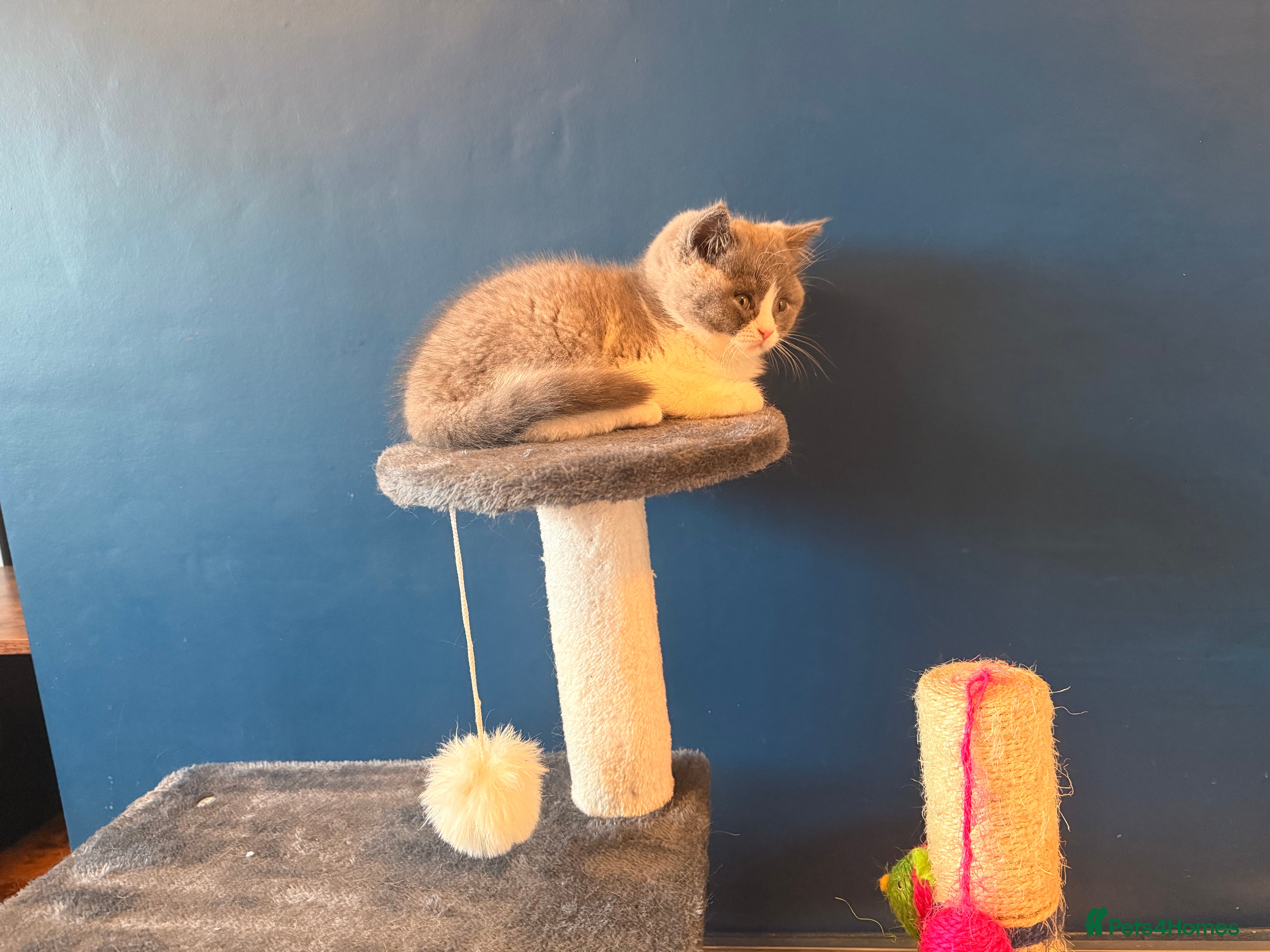 British Shorthair cats GGCF REGISTERED stunning blue bi colour male 🩵 - Advert 2